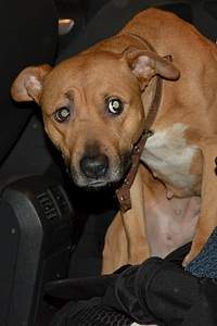 1332 X 1998 627.3 Kb 1332 X 1998 823.1 Kb 1332 X 1998 644.2 Kb Стаффа привязали в лесу (ищем руки) г. Сарапул