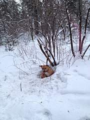 720 X 960 226.6 Kb     ( ) . 