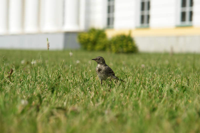 800 x 533 800 x 533 500 x 393  sony dsc r1  (-5+)   7200 .