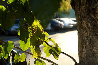 900 X 600 126.9 Kb  sony dsc r1  (-5+)   7200 .