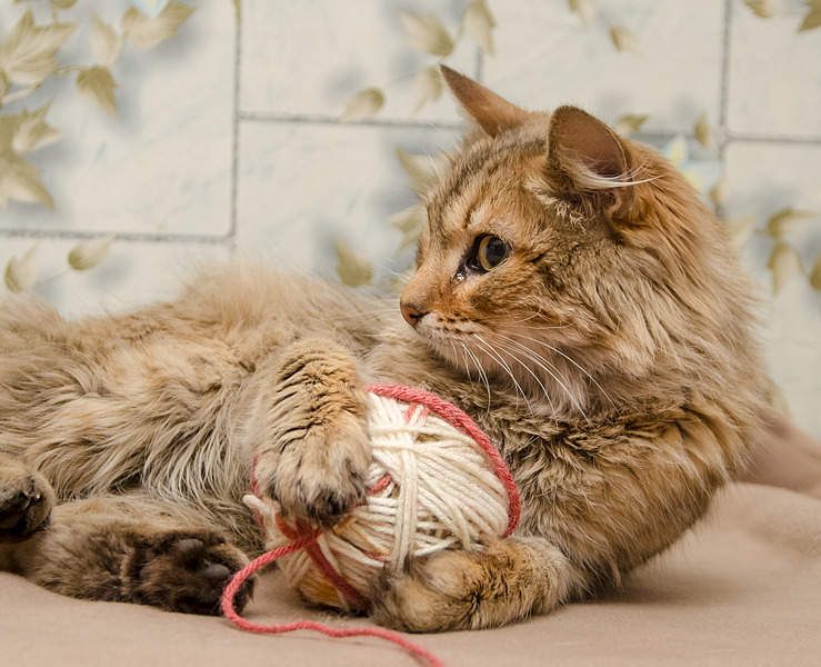 1920 X 1557 715.8 Kb    