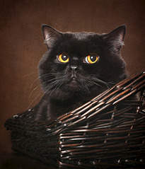 1200 X 1400 958.7 Kb 1900 X 1267 227.1 Kb 1900 X 1069 123.6 Kb 1920 X 1920 596.4 Kb Питомник'Gem Sweet'.Любимые британские ПЛЮШКИ.