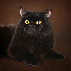 1200 X 1200 789.4 Kb 1636 X 1402 829.2 Kb 1900 X 1267 234.5 Kb Питомник'Gem Sweet'.Любимые британские ПЛЮШКИ.