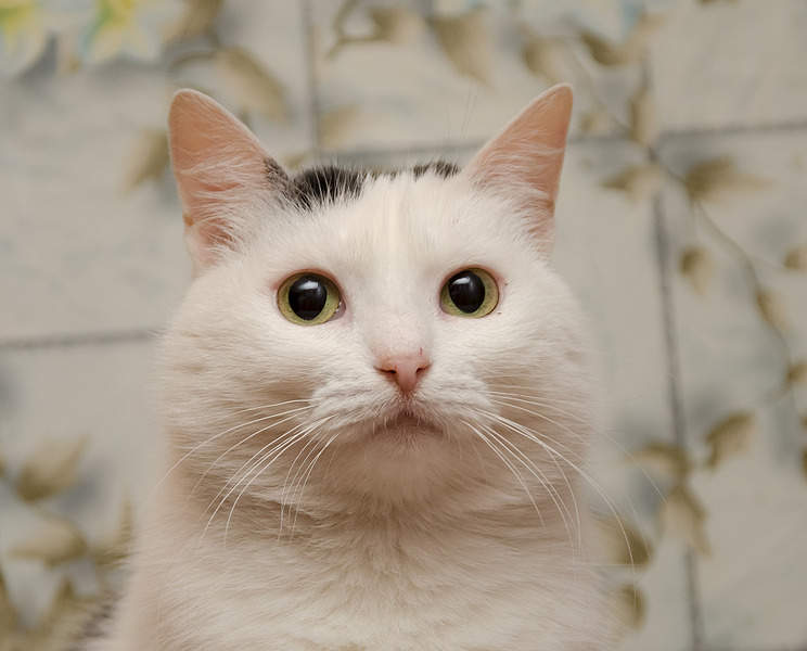 1920 X 1547 463.3 Kb    !