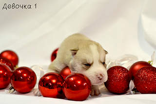 1920 X 1279 153.0 Kb 1920 X 1279 948.0 Kb 1920 X 2880 840.5 Kb 1333 X 2000 152.1 Kb -