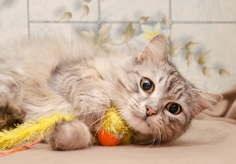 1920 X 1336 502.9 Kb .    .