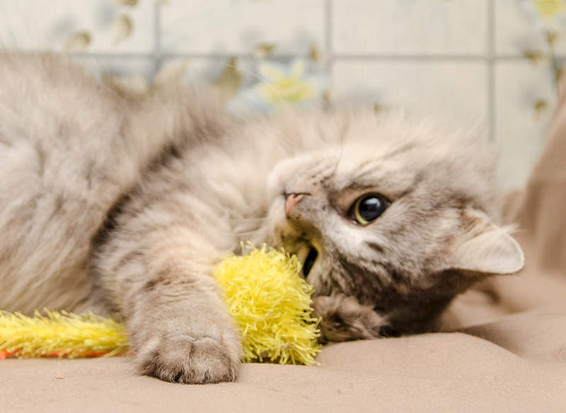 1920 X 1402 424.2 Kb .    .