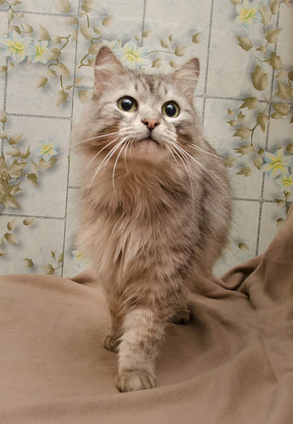 1384 X 2000 224.6 Kb .    .