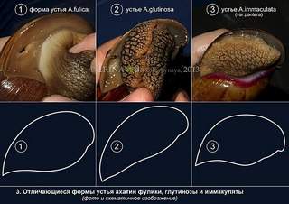 604 X 427  55.9 Kb А у кого дома живут ахатины?