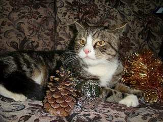 604 X 453  93.7 Kb 604 X 453  72.9 Kb 604 X 453  82.9 Kb        !