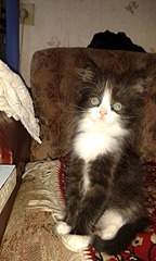 1536 X 2560 248.1 Kb 1536 X 2560 259.5 Kb  2- . 