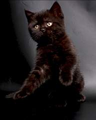 768 X 960 280.7 Kb 768 X 996 308.5 Kb   