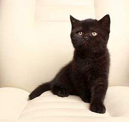 811 X 768 55.0 Kb 945 X 768 55.7 Kb 1024 X 683 272.9 Kb 768 X 960 280.7 Kb 768 X 996 308.5 Kb   