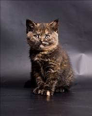 768 X 969 346.6 Kb 1920 X 2421 826.4 Kb 1024 X 752 65.1 Kb   