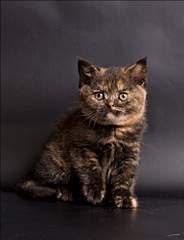 768 X 1001 386.7 Kb 768 X 969 346.6 Kb 1920 X 2421 826.4 Kb 1024 X 752 65.1 Kb   