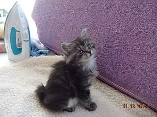 640 X 480 79.9 Kb 1280 X 800 1.2 Mb 600 X 400 47.6 Kb   