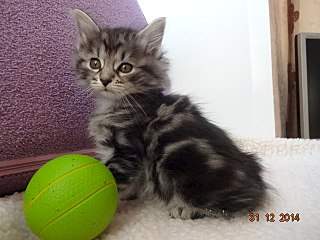 640 X 480 60.4 Kb 640 X 480 79.9 Kb 1280 X 800 1.2 Mb 600 X 400 47.6 Kb   