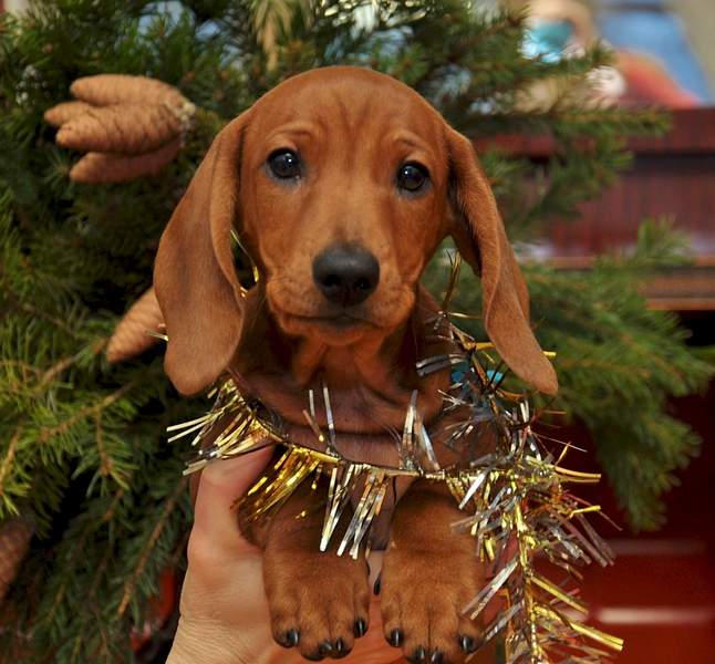 1920 X 1783 281.9 Kb 816 X 928 329.3 Kb     