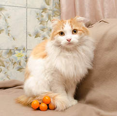 1919 X 1901 859.1 Kb      