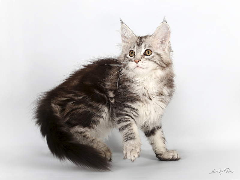 1920 X 1440 820.5 Kb Мейн-кун кошечка серебряная продается