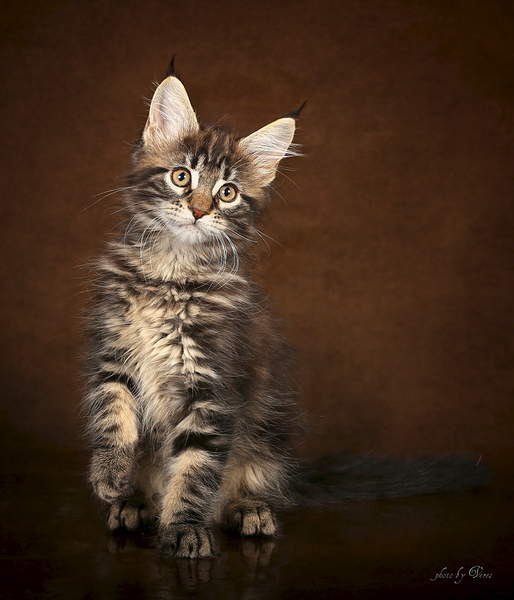 1920 X 2240 253.0 Kb Мейн-кун кошечка черный мрамор продается