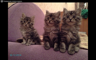 1280 X 800 1.2 Mb котята курильского бобтейла