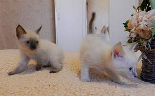 1920 X 1185 478.9 Kb 1920 X 2033 782.4 Kb 1920 X 2270 744.4 Kb 1920 X 2152 760.6 Kb      