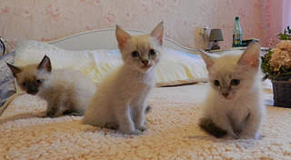 1920 X 1056 473.7 Kb      