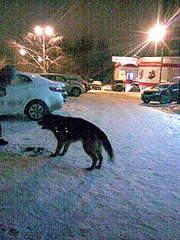 960 X 1280 332.2 Kb    .  