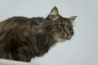 1280 X 850 103.8 Kb 1280 X 850 145.8 Kb 1280 X 850 158.8 Kb  