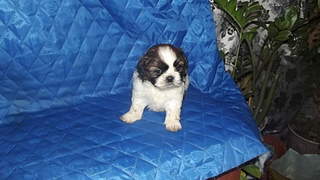 1920 X 1080 183.3 Kb 1920 X 1080 192.9 Kb 1920 X 1080 175.5 Kb 300 x 225 786 X 567 130.9 Kb  -