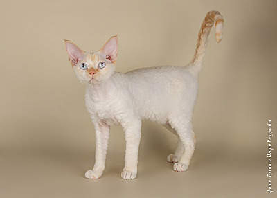 800 X 572 70.0 Kb  -