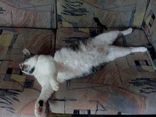 1920 X 1440 713.4 Kb   ,  ,     