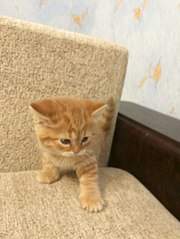 453 X 604 40.7 Kb Котята от британской кошки, но не чистокровки