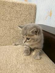 453 X 604 51.7 Kb 453 X 604 40.7 Kb Котята от британской кошки, но не чистокровки
