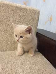 453 X 604 41.3 Kb 453 X 604 51.7 Kb 453 X 604 40.7 Kb Котята от британской кошки, но не чистокровки