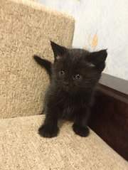 453 X 604 41.2 Kb 453 X 604 41.3 Kb 453 X 604 51.7 Kb 453 X 604 40.7 Kb Котята от британской кошки, но не чистокровки