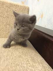 453 X 604 43.4 Kb 453 X 604 41.2 Kb 453 X 604 41.3 Kb 453 X 604 51.7 Kb 453 X 604 40.7 Kb Котята от британской кошки, но не чистокровки