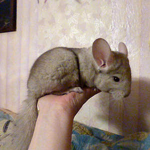 480 X 480 333.7 Kb   ' '