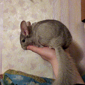 450 X 450 359.6 Kb 480 X 480 333.7 Kb   ' '