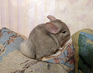 605 X 472 493.1 Kb 450 X 450 359.6 Kb 480 X 480 333.7 Kb   ' '