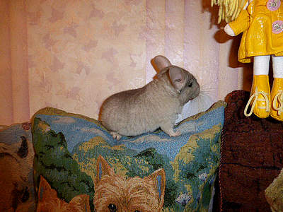 640 X 480 474.4 Kb 586 X 440 431.6 Kb   ' '