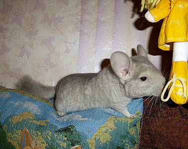 529 X 419 389.0 Kb 640 X 480 474.4 Kb 586 X 440 431.6 Kb   ' '