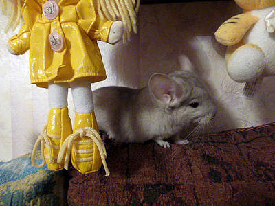 640 X 480 456.6 Kb 529 X 419 389.0 Kb 640 X 480 474.4 Kb 586 X 440 431.6 Kb   ' '