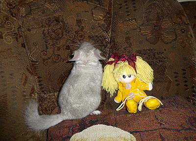 572 X 412 435.9 Kb 640 X 480 456.6 Kb 529 X 419 389.0 Kb 640 X 480 474.4 Kb 586 X 440 431.6 Kb   ' '