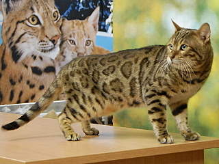 1280 X 960 603.5 Kb ��������� - ����� ������� �� 'Bengal's'