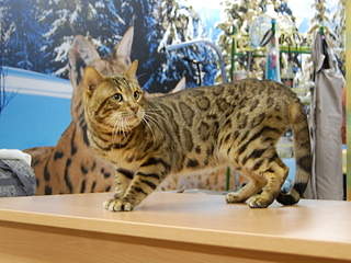 1920 X 1440 267.1 Kb ��������� - ����� ������� �� 'Bengal's'