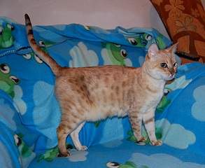 1920 X 1571 674.9 Kb 1920 X 1090 404.1 Kb ��������� - ����� ������� �� 'Bengal's'