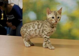 1920 X 1357 495.4 Kb ��������� - ����� ������� �� 'Bengal's'