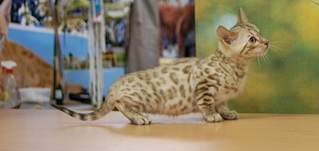 1920 X 906 363.8 Kb ��������� - ����� ������� �� 'Bengal's'